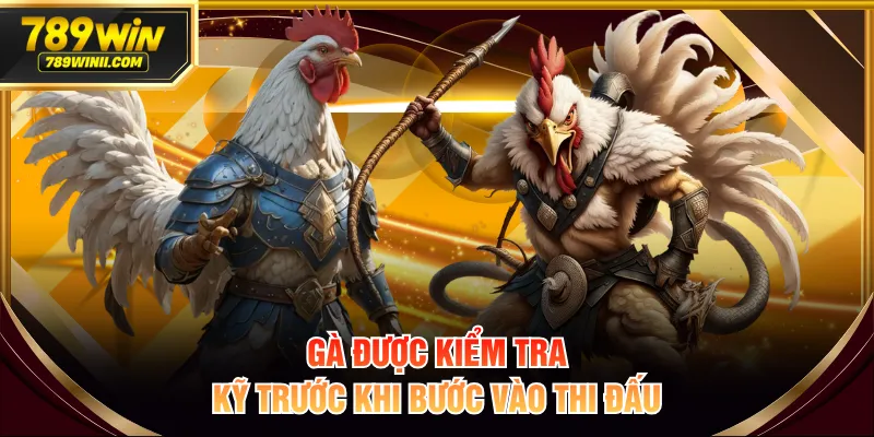 Gà được kiểm tra kỹ trước khi bước vào thi đấu